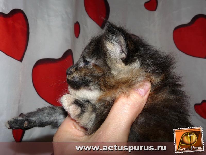 800 x 600 800 x 600 800 x 600 800 x 600 800 x 600 Питомник Мейн-кунов 'Аctus Рurus'. Ласковые ГИГАНТЫ.
