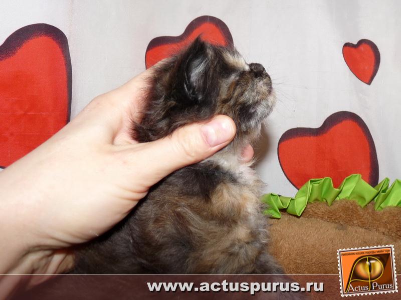 800 x 600 Питомник Мейн-кунов 'Аctus Рurus'. Ласковые ГИГАНТЫ.