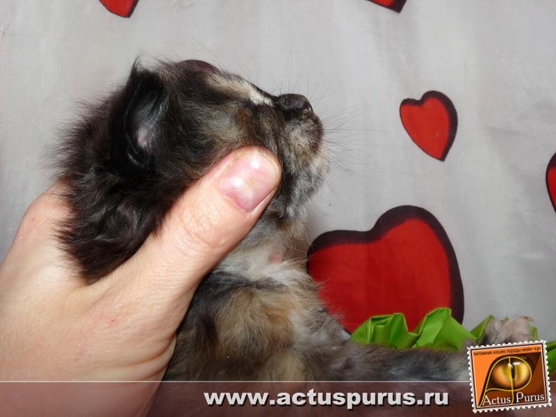 800 x 600 800 x 600 Питомник Мейн-кунов 'Аctus Рurus'. Ласковые ГИГАНТЫ.