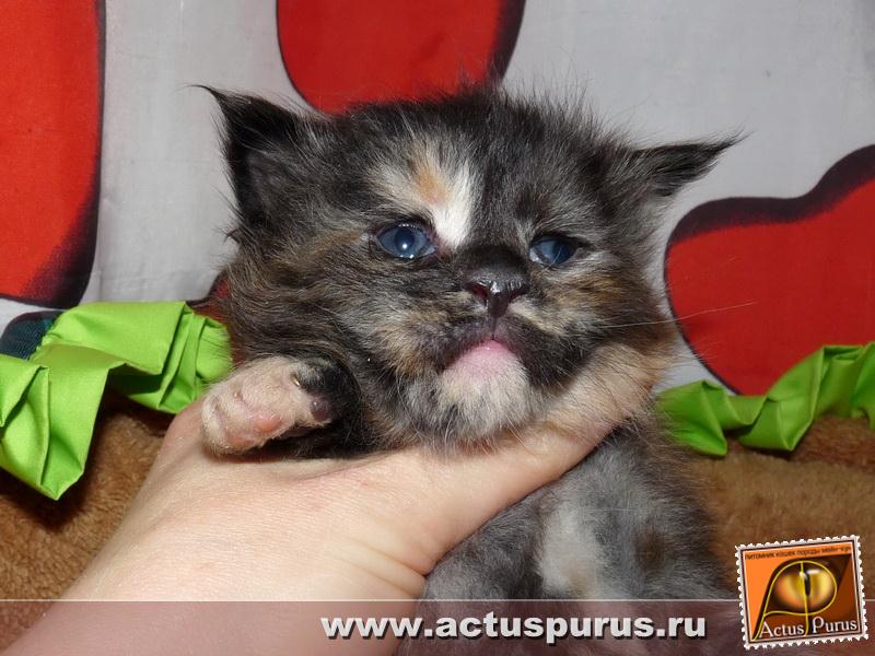 800 x 600 800 X 601 74.6 Kb 800 x 600 800 x 600 Питомник Мейн-кунов 'Аctus Рurus'. Ласковые ГИГАНТЫ.