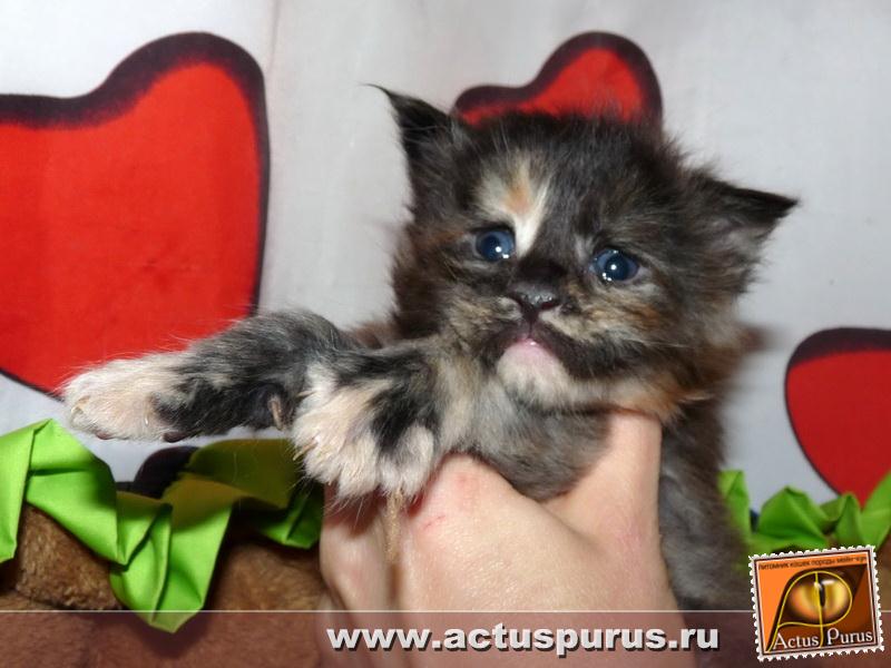 800 x 600 800 x 600 800 X 601 74.6 Kb 800 x 600 800 x 600 Питомник Мейн-кунов 'Аctus Рurus'. Ласковые ГИГАНТЫ.