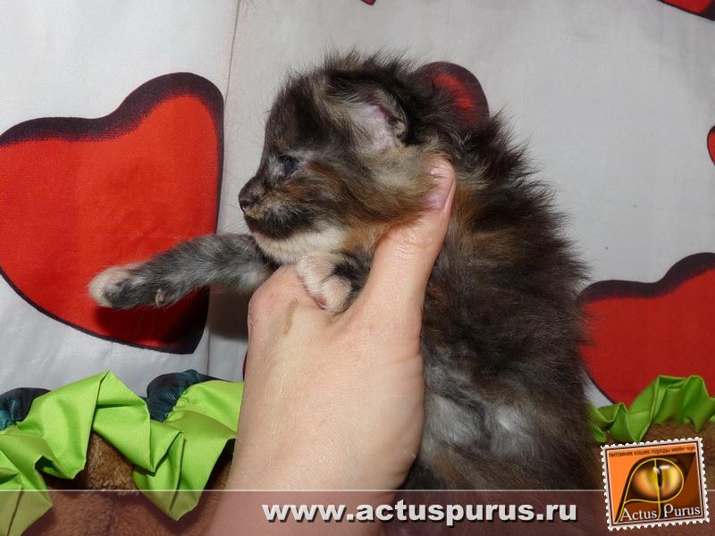 800 x 600 800 x 600 Питомник Мейн-кунов 'Аctus Рurus'. Ласковые ГИГАНТЫ.