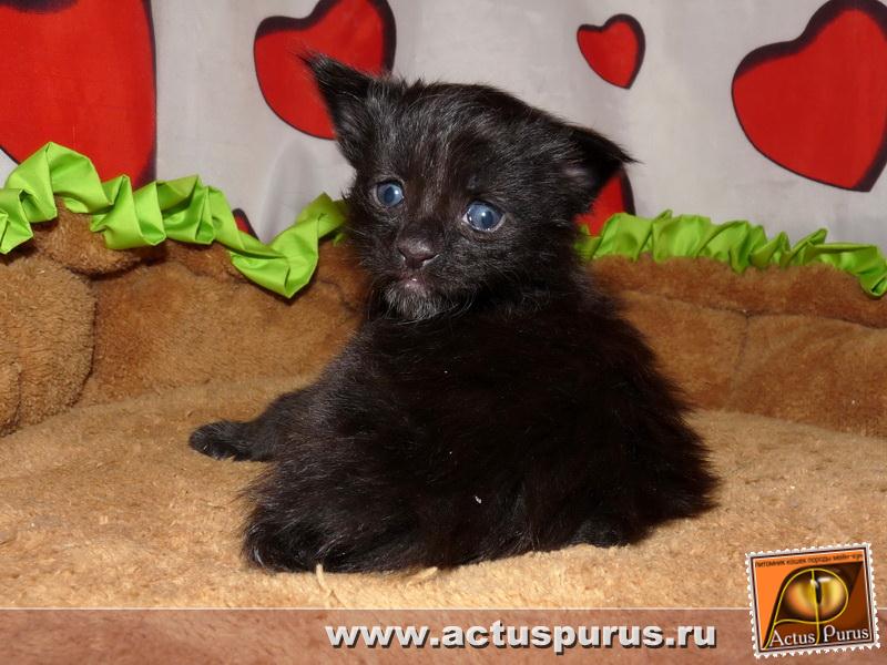 800 x 600 Питомник Мейн-кунов 'Аctus Рurus'. Ласковые ГИГАНТЫ.