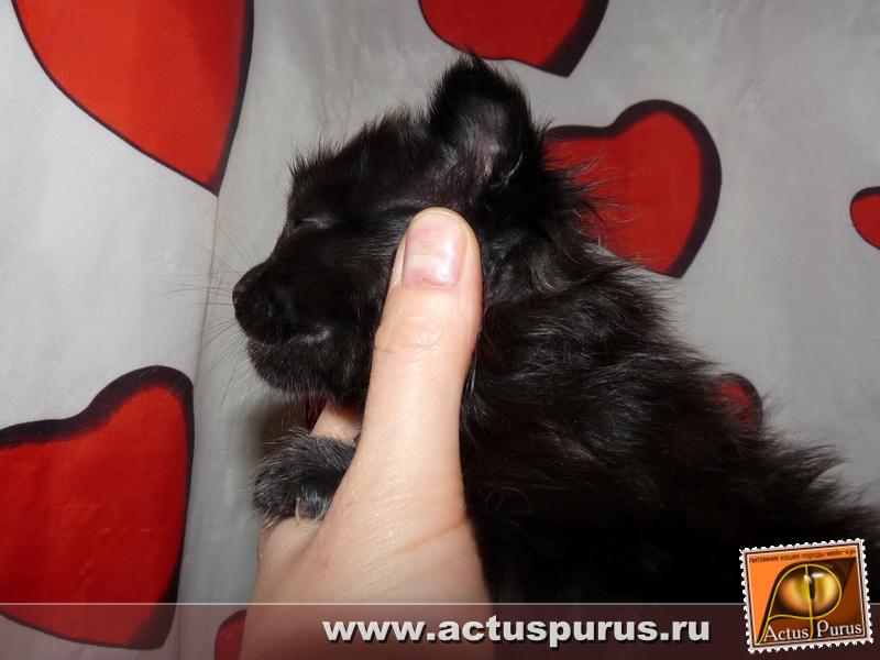 800 x 600 800 x 600 800 x 600 Питомник Мейн-кунов 'Аctus Рurus'. Ласковые ГИГАНТЫ.