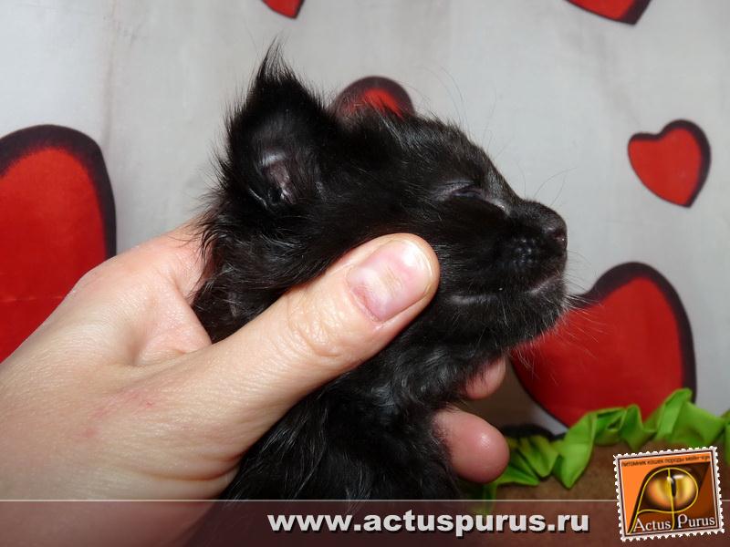 800 x 600 800 x 600 800 x 600 800 x 600 Питомник Мейн-кунов 'Аctus Рurus'. Ласковые ГИГАНТЫ.