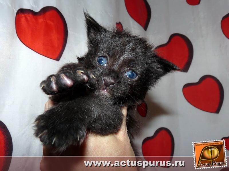 800 x 600 800 x 600 800 x 600 800 x 600 800 x 600 Питомник Мейн-кунов 'Аctus Рurus'. Ласковые ГИГАНТЫ.