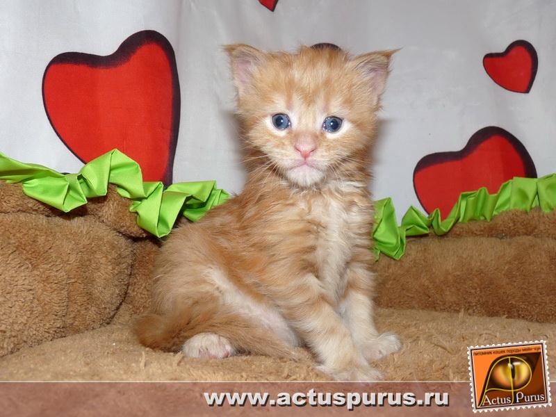 800 x 600 800 x 600 Питомник Мейн-кунов 'Аctus Рurus'. Ласковые ГИГАНТЫ.