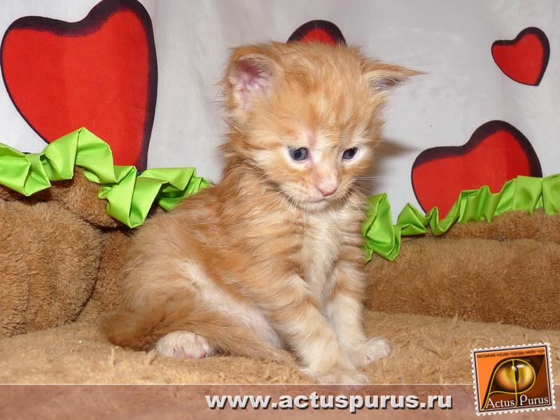 800 x 600 800 x 600 800 x 600 Питомник Мейн-кунов 'Аctus Рurus'. Ласковые ГИГАНТЫ.