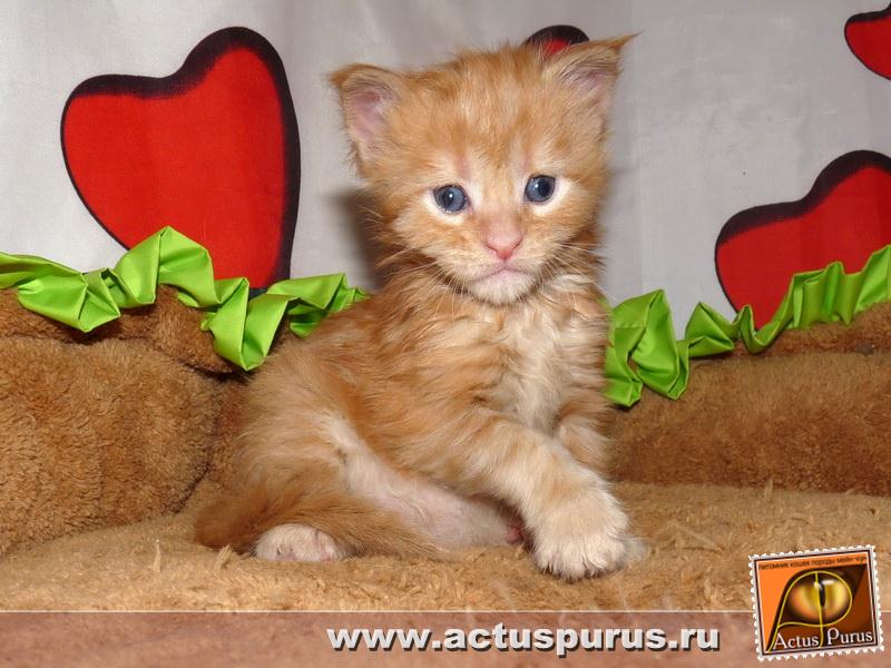 800 x 600 800 x 600 800 x 600 800 x 600 Питомник Мейн-кунов 'Аctus Рurus'. Ласковые ГИГАНТЫ.
