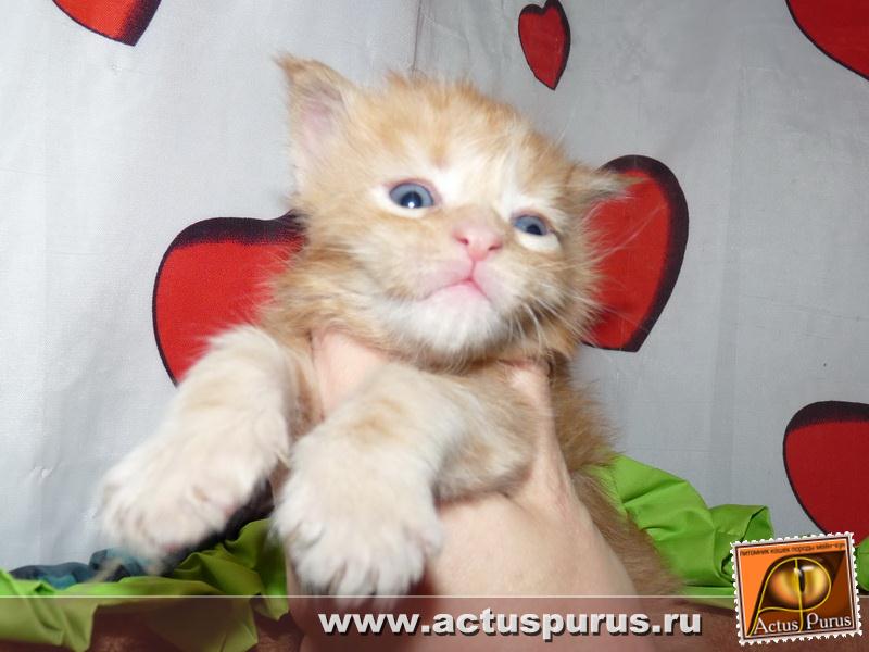 800 x 600 600 X 800 61.2 Kb Питомник Мейн-кунов 'Аctus Рurus'. Ласковые ГИГАНТЫ.