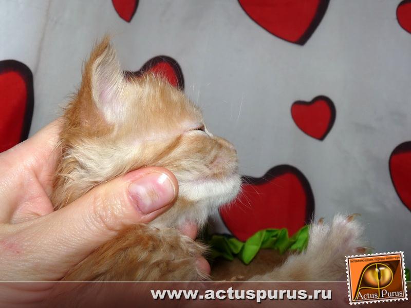 800 x 600 800 x 600 600 X 800 61.2 Kb Питомник Мейн-кунов 'Аctus Рurus'. Ласковые ГИГАНТЫ.