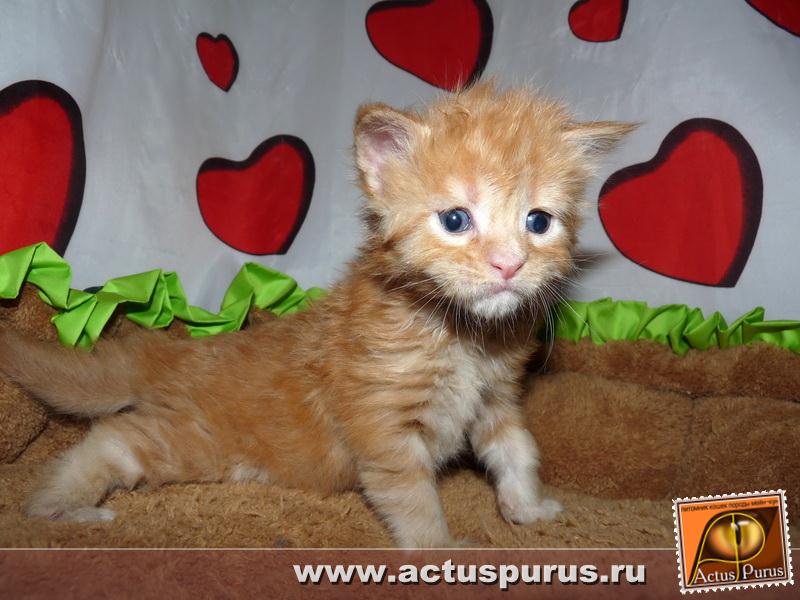 800 x 600 800 x 600 800 x 600 600 X 800 61.2 Kb Питомник Мейн-кунов 'Аctus Рurus'. Ласковые ГИГАНТЫ.