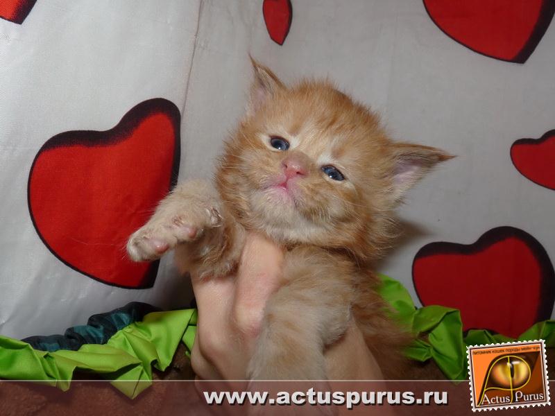 800 x 600 Питомник Мейн-кунов 'Аctus Рurus'. Ласковые ГИГАНТЫ.