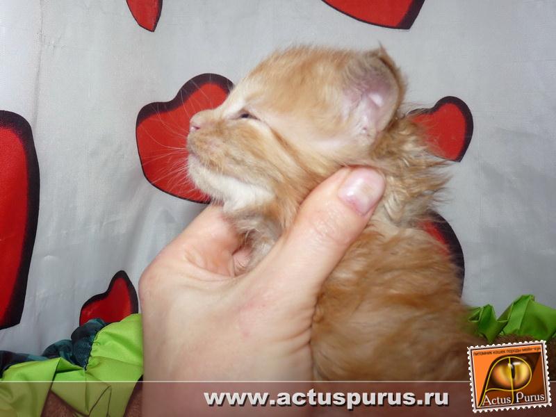 800 x 600 800 x 600 600 X 800 59.7 Kb 800 x 600 Питомник Мейн-кунов 'Аctus Рurus'. Ласковые ГИГАНТЫ.
