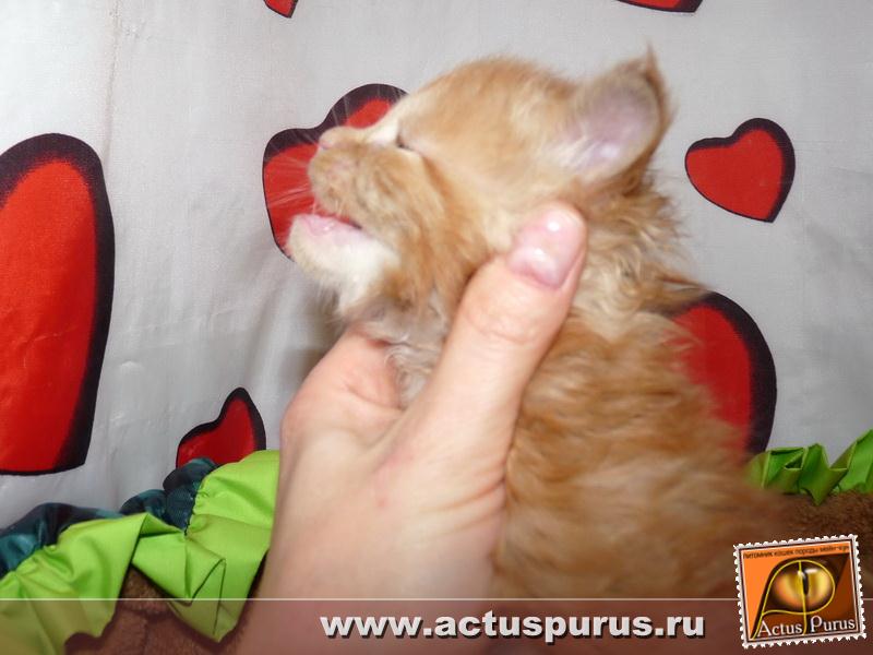 800 x 600 800 x 600 800 x 600 600 X 800 59.7 Kb 800 x 600 Питомник Мейн-кунов 'Аctus Рurus'. Ласковые ГИГАНТЫ.