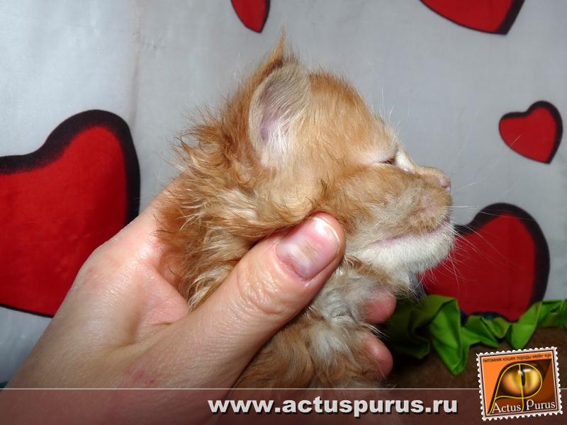 800 x 600 Питомник Мейн-кунов 'Аctus Рurus'. Ласковые ГИГАНТЫ.