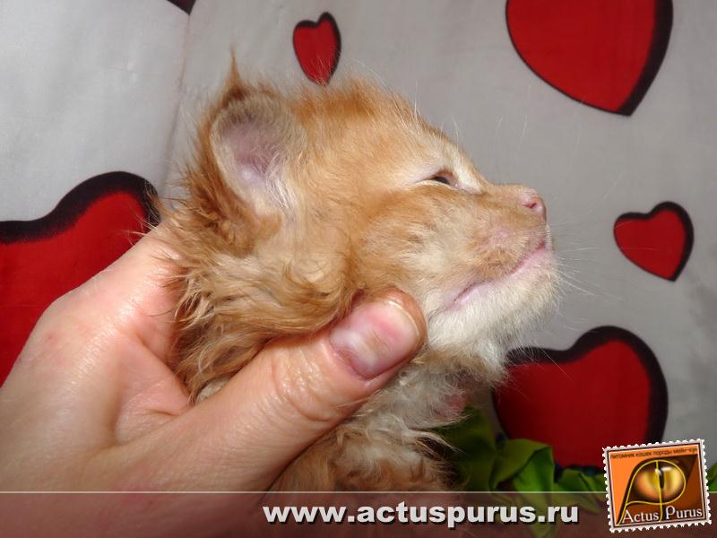 800 x 600 800 x 600 Питомник Мейн-кунов 'Аctus Рurus'. Ласковые ГИГАНТЫ.