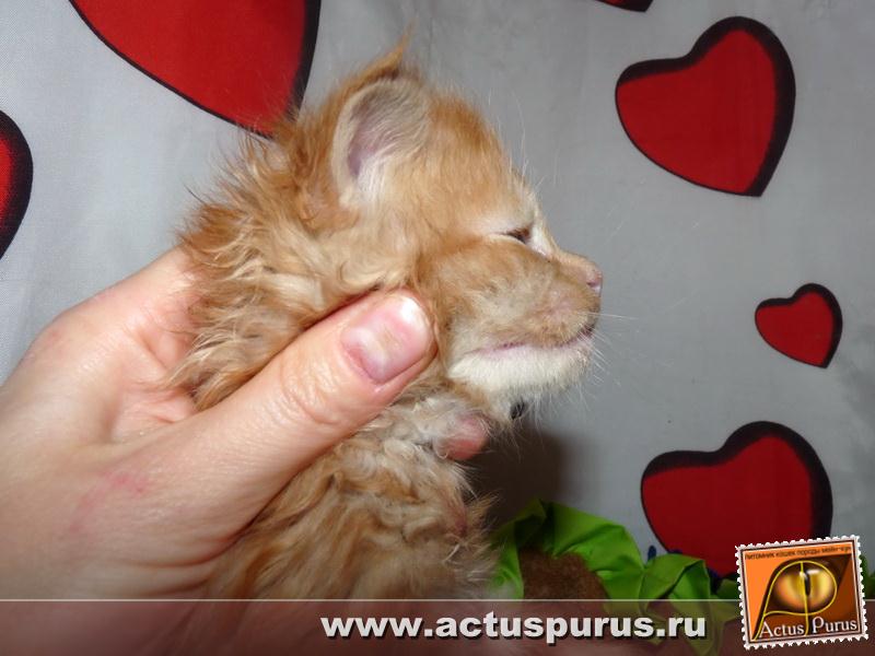 800 x 600 800 x 600 800 x 600 Питомник Мейн-кунов 'Аctus Рurus'. Ласковые ГИГАНТЫ.