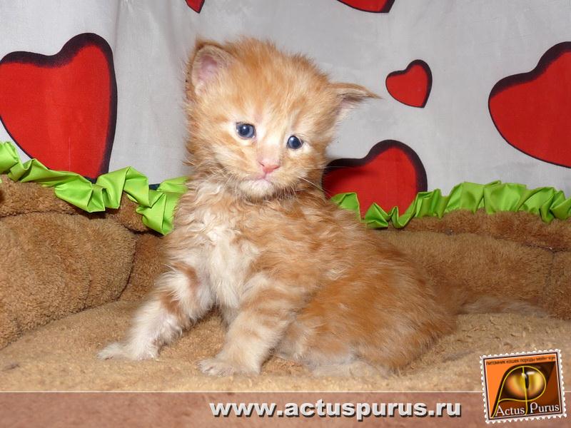 800 x 600 800 x 600 800 x 600 800 x 600 Питомник Мейн-кунов 'Аctus Рurus'. Ласковые ГИГАНТЫ.