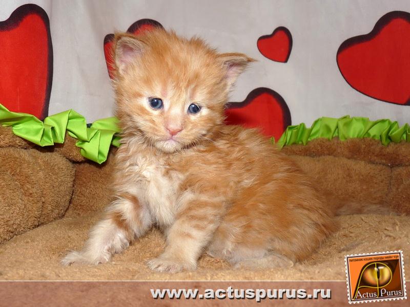 800 x 600 800 x 600 800 x 600 800 x 600 800 x 600 Питомник Мейн-кунов 'Аctus Рurus'. Ласковые ГИГАНТЫ.