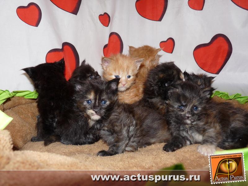 800 x 600 Питомник Мейн-кунов 'Аctus Рurus'. Ласковые ГИГАНТЫ.