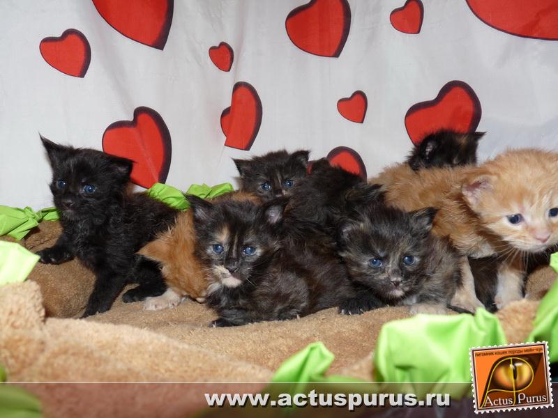 800 x 600 800 x 600 800 x 600 Питомник Мейн-кунов 'Аctus Рurus'. Ласковые ГИГАНТЫ.