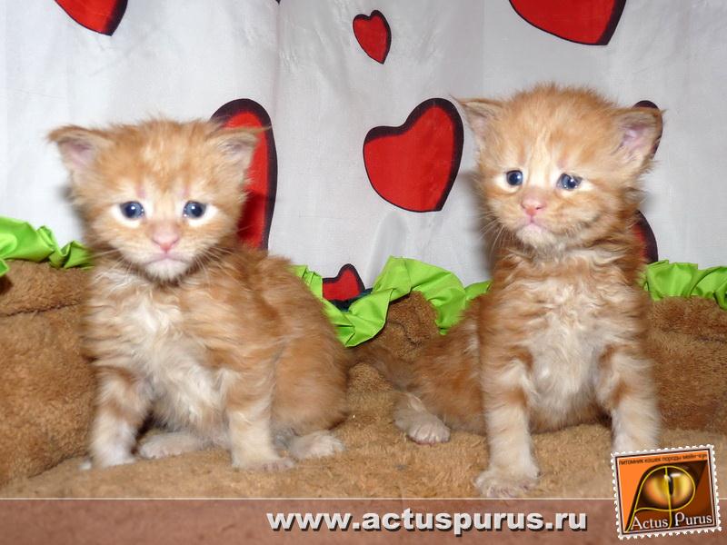 800 x 600 800 x 600 800 x 600 800 x 600 800 x 600 Питомник Мейн-кунов 'Аctus Рurus'. Ласковые ГИГАНТЫ.