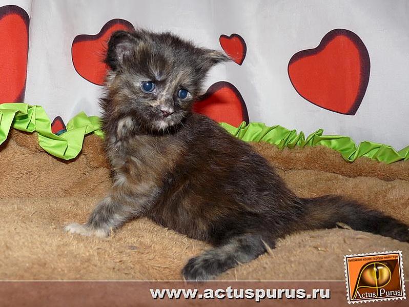 800 X 601 73.9 Kb 800 x 600 800 x 600 800 x 600 800 x 600 Питомник Мейн-кунов 'Аctus Рurus'. Ласковые ГИГАНТЫ.