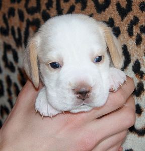 1640 X 1704 244.1 Kb -, !  'Prime Pride'