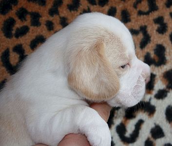 1920 X 1630 264.1 Kb 1640 X 1704 244.1 Kb -, !  'Prime Pride'