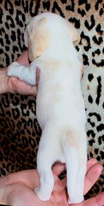 871 X 1720 146.4 Kb 1920 X 1630 264.1 Kb 1640 X 1704 244.1 Kb -, !  'Prime Pride'