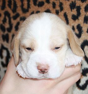 1247 X 1322 172.8 Kb -, !  'Prime Pride'