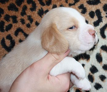 1786 X 1544 301.0 Kb 1247 X 1322 172.8 Kb -, !  'Prime Pride'