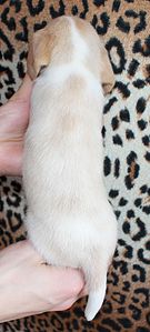 848 X 1876 209.3 Kb 1786 X 1544 301.0 Kb 1247 X 1322 172.8 Kb -, !  'Prime Pride'