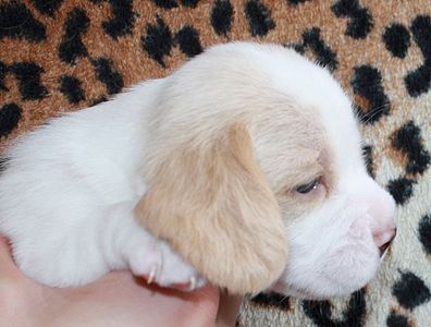 1150 X 870 107.5 Kb 1128 X 1176 131.4 Kb -, !  'Prime Pride'