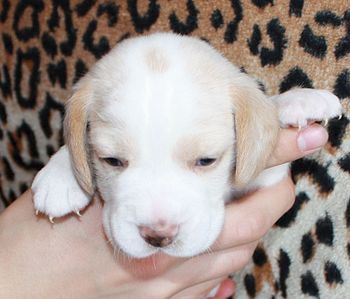 1089 X 931 109.7 Kb -, !  'Prime Pride'