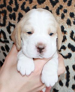 1032 X 1249 138.6 Kb 732 X 1652 136.7 Kb 1089 X 931 109.7 Kb -, !  'Prime Pride'