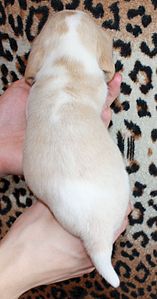 826 X 1575 146.8 Kb 1032 X 1249 138.6 Kb 732 X 1652 136.7 Kb 1089 X 931 109.7 Kb -, !  'Prime Pride'