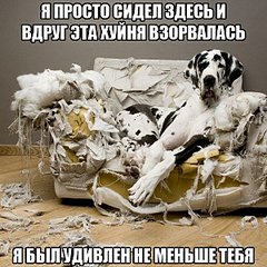 600 X 600 115.8 Kb Эрдельтерьеры и Немецкие доги в Ижевске