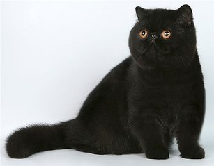600 X 468 25.2 Kb Что значит породистый котенок/щенок!
