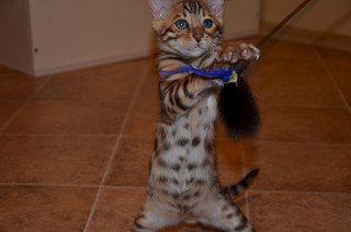 1920 X 1272 262.1 Kb Бенгальские котята