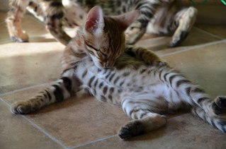 604 X 400 40.7 Kb Бенгальские котята