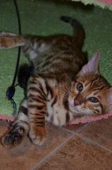 400 X 604 45.4 Kb Бенгальская порода