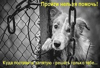 604 X 408 60.0 Kb Жесть... Собаку сбил поезд... Собаке помощь и поддержка просто необходимы!