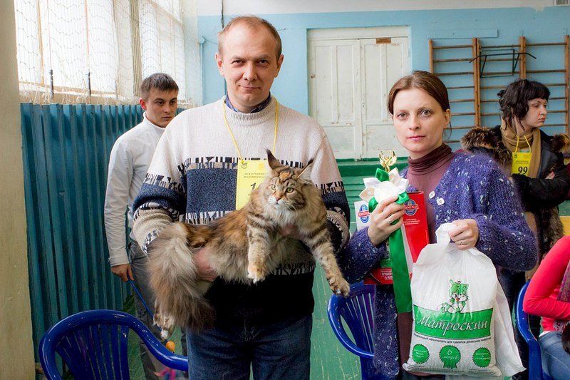 1280 X 853 223.6 Kb 1280 X 853 188.3 Kb 1280 X 853 252.7 Kb 682 X 1024 122.1 Kb Питомник Мейн-кунов 'Аctus Рurus'. Ласковые ГИГАНТЫ.