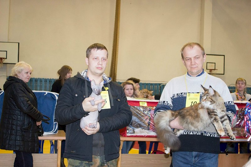 1280 X 853 163.8 Kb 1280 X 853 200.8 Kb Питомник Мейн-кунов 'Аctus Рurus'. Ласковые ГИГАНТЫ.
