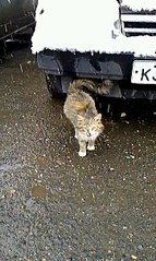 362 X 604 70.1 Kb Маленькая кошечка начинает выбирать себе хозяев)