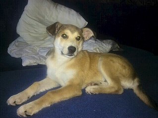 600 X 449 44.3 Kb 600 X 449 54.8 Kb 600 X 449 40.8 Kb 600 X 449 37.4 Kb     