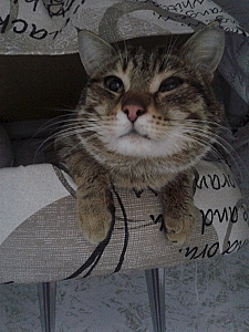 450 X 600 212.8 Kb 800 X 600 121.5 Kb    ,  