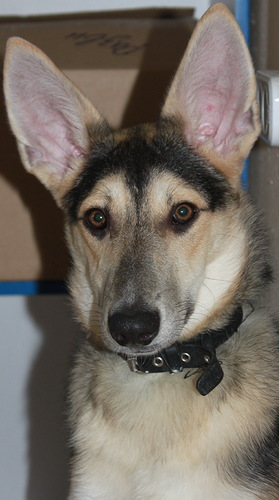 279 x 500 333 x 500     .